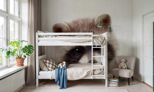 Peekaboo Raccoon
