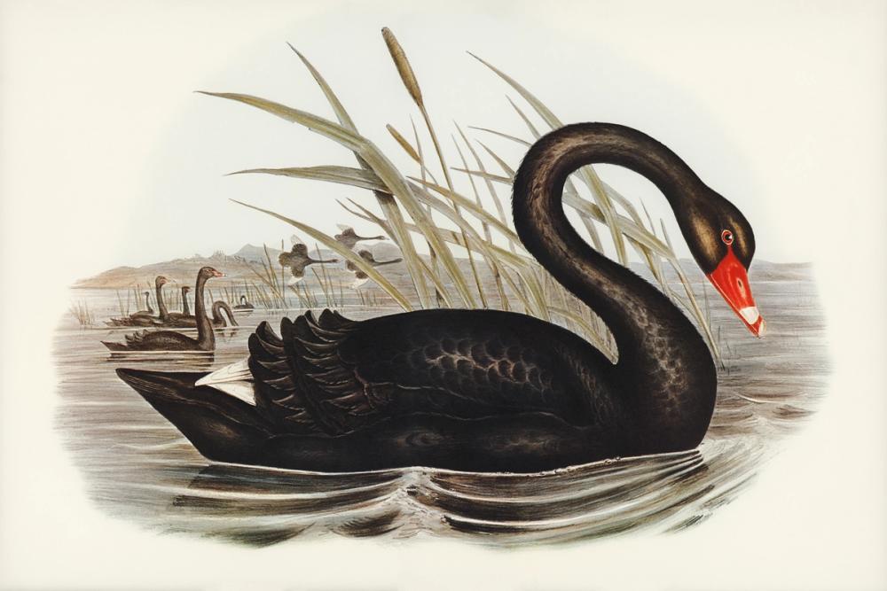Black Swan Vintage Book