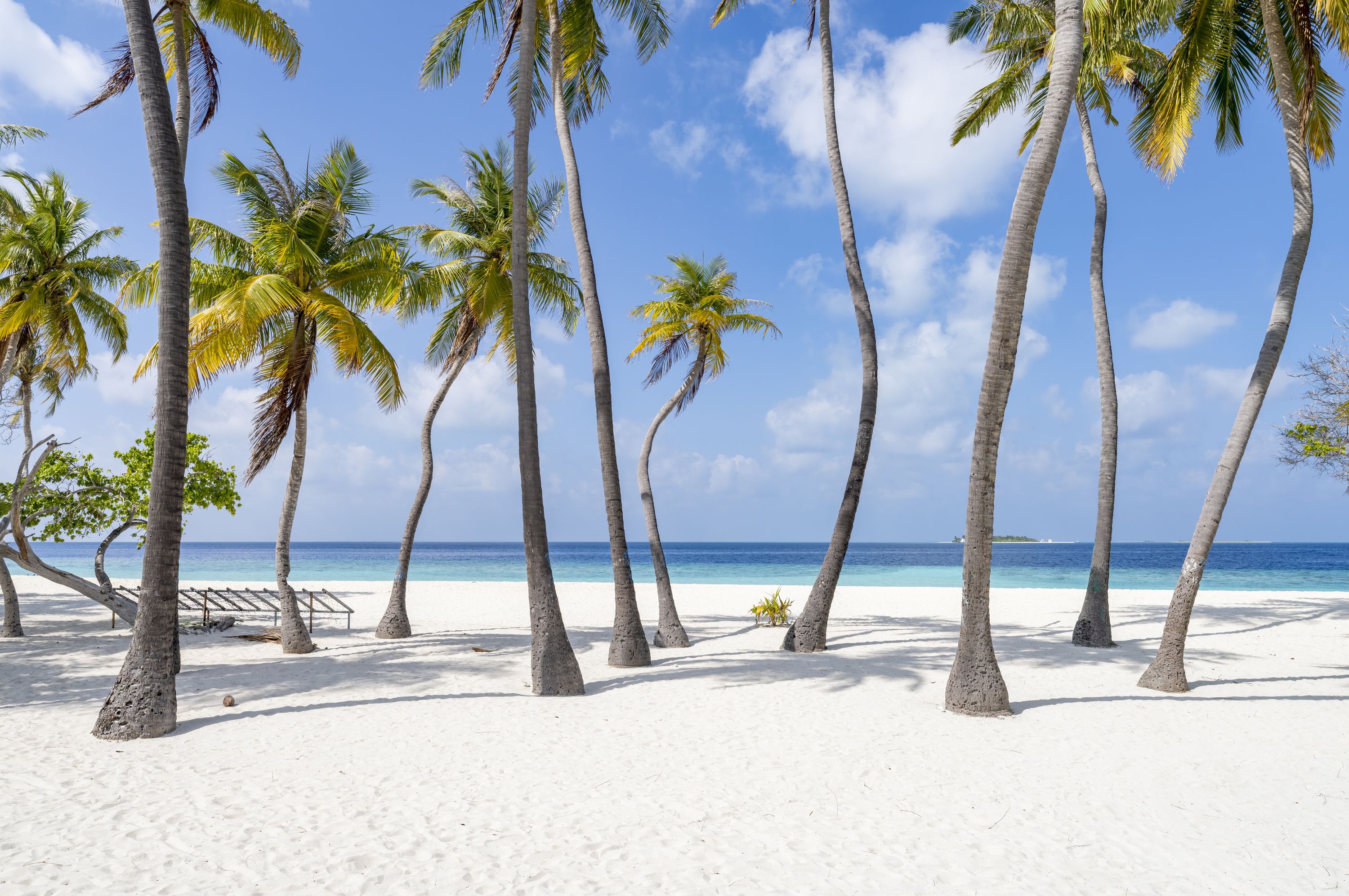 Palm Tree Beach