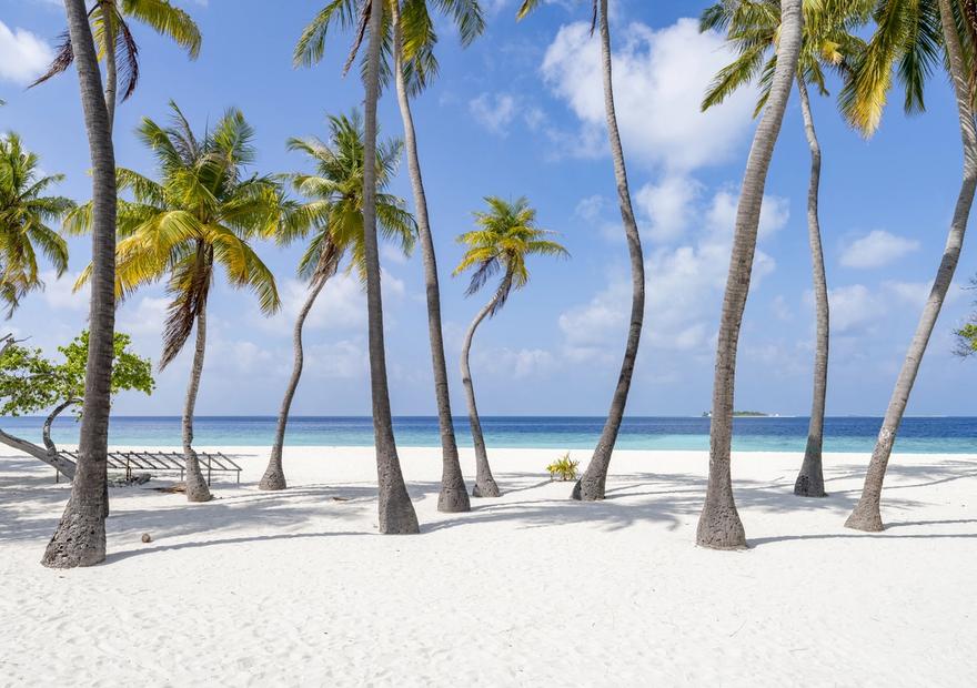 Palm Tree Beach