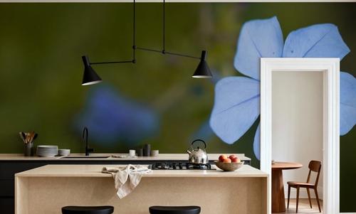 Plumbago