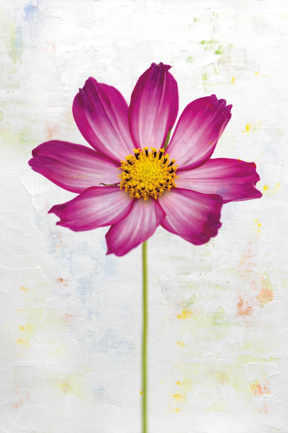 Wonderful Wildflowers IV