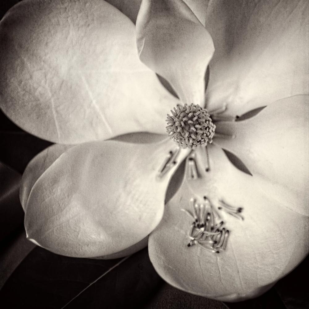 Moonlit Magnolia II