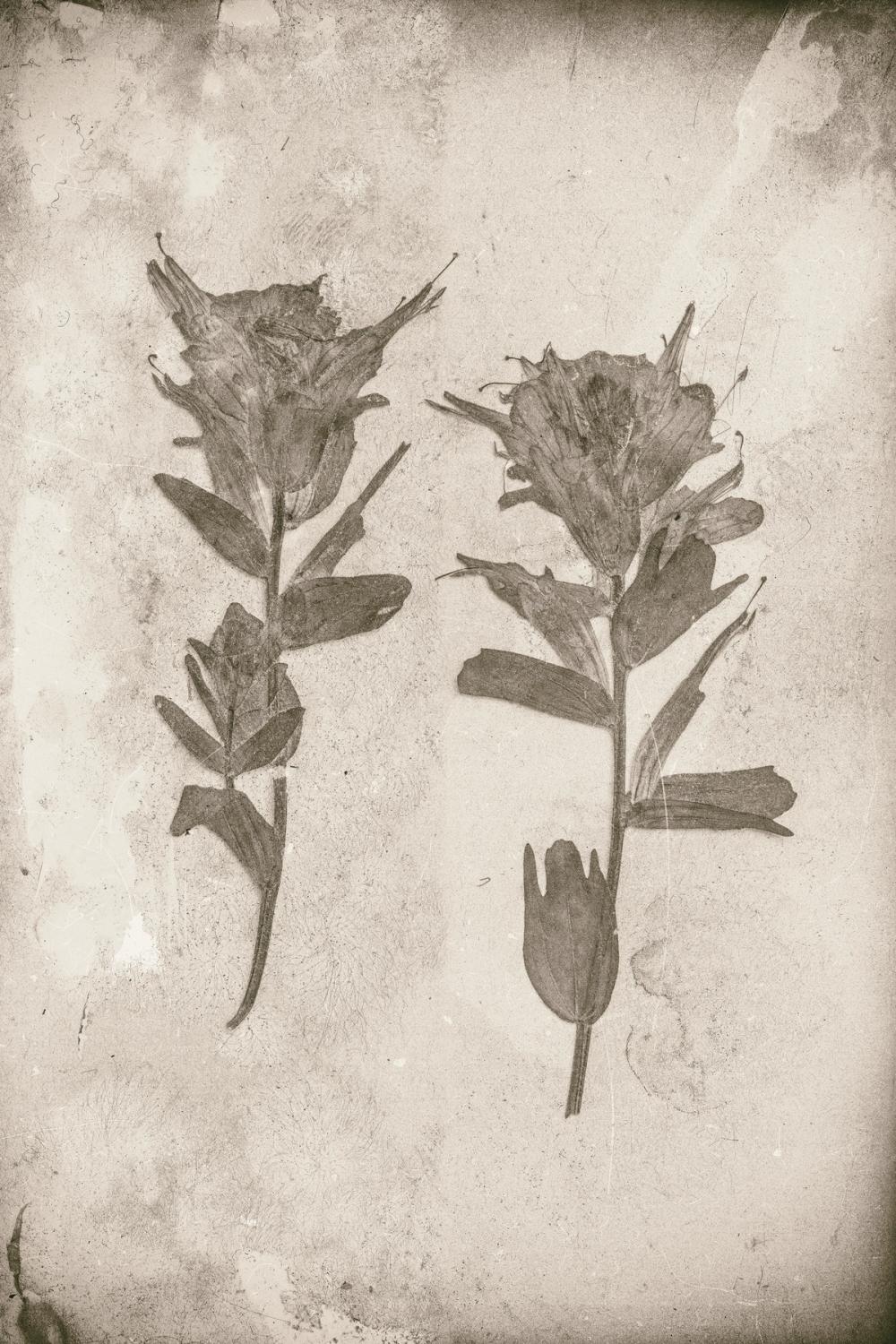 Wildflower Journal VII sepia