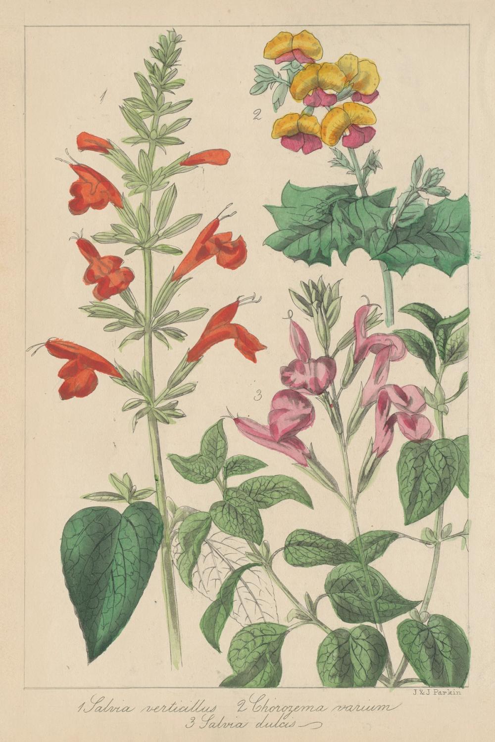 Salvia Florals I