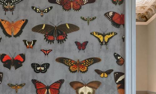 Butterfly Collection Gray