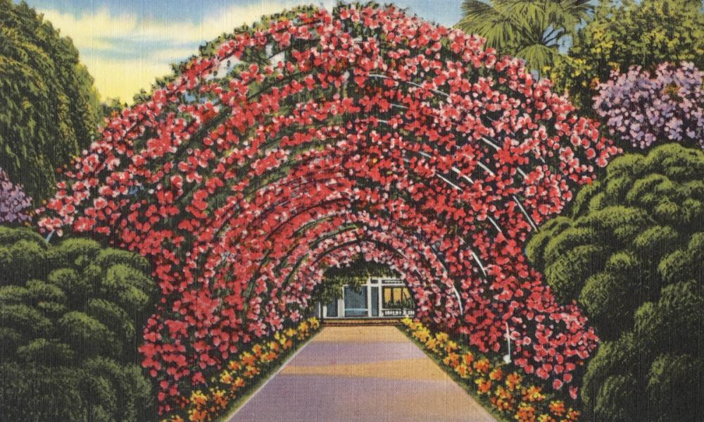 Rose Arbor - Screenprint Postcard