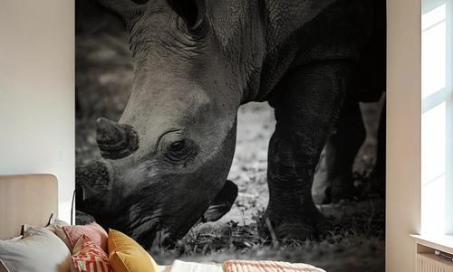 Rhino