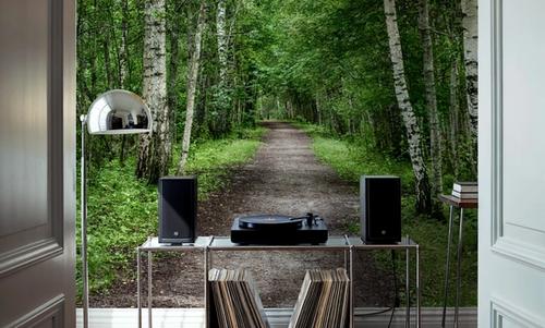 Dark Birch Forest