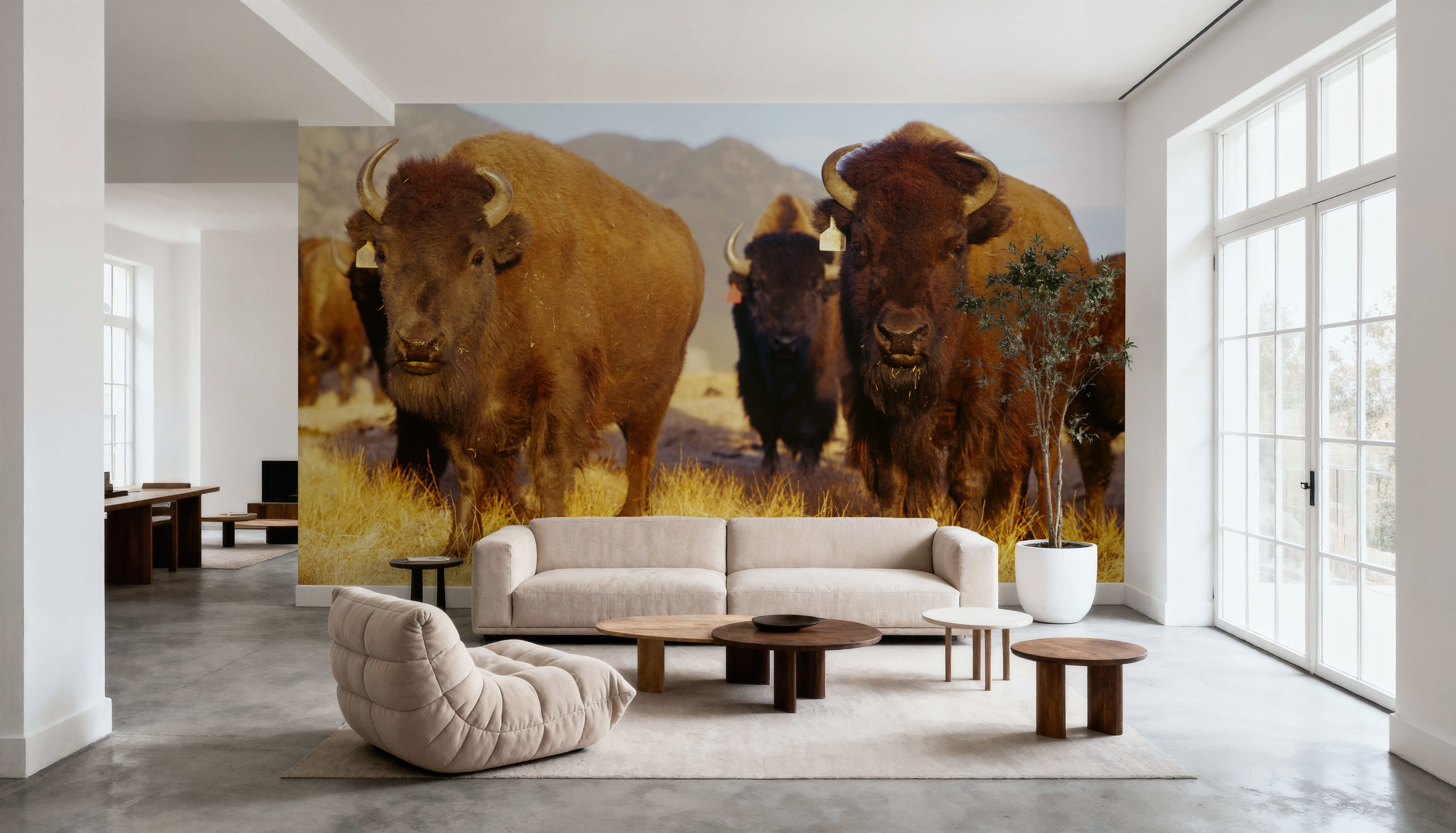Prairie Bison, Wallpaper