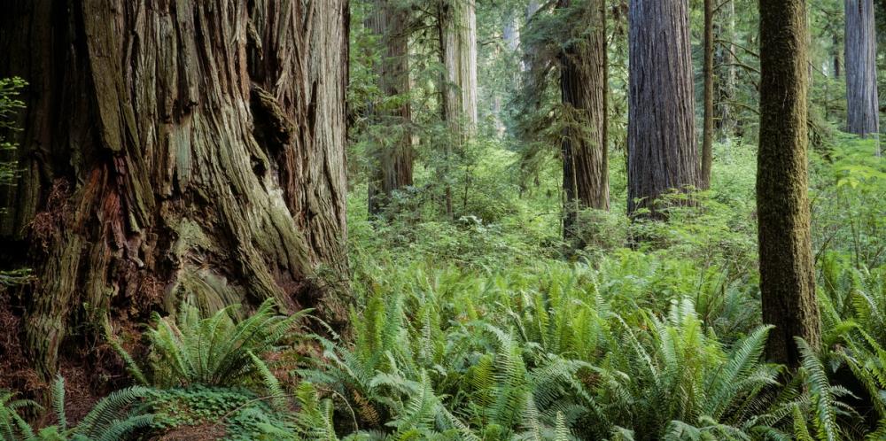 Ancient Fern Forest