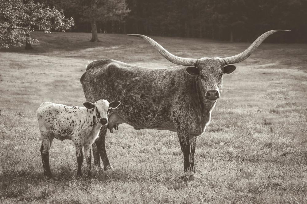Longhorn Spring Sepia