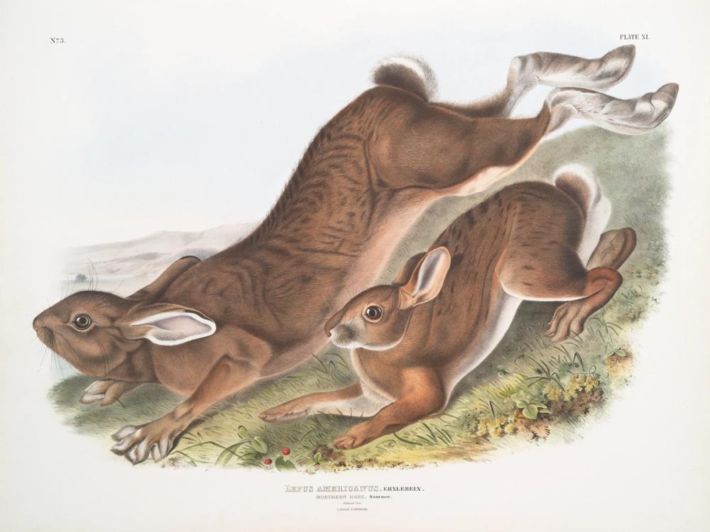 Summer Hares