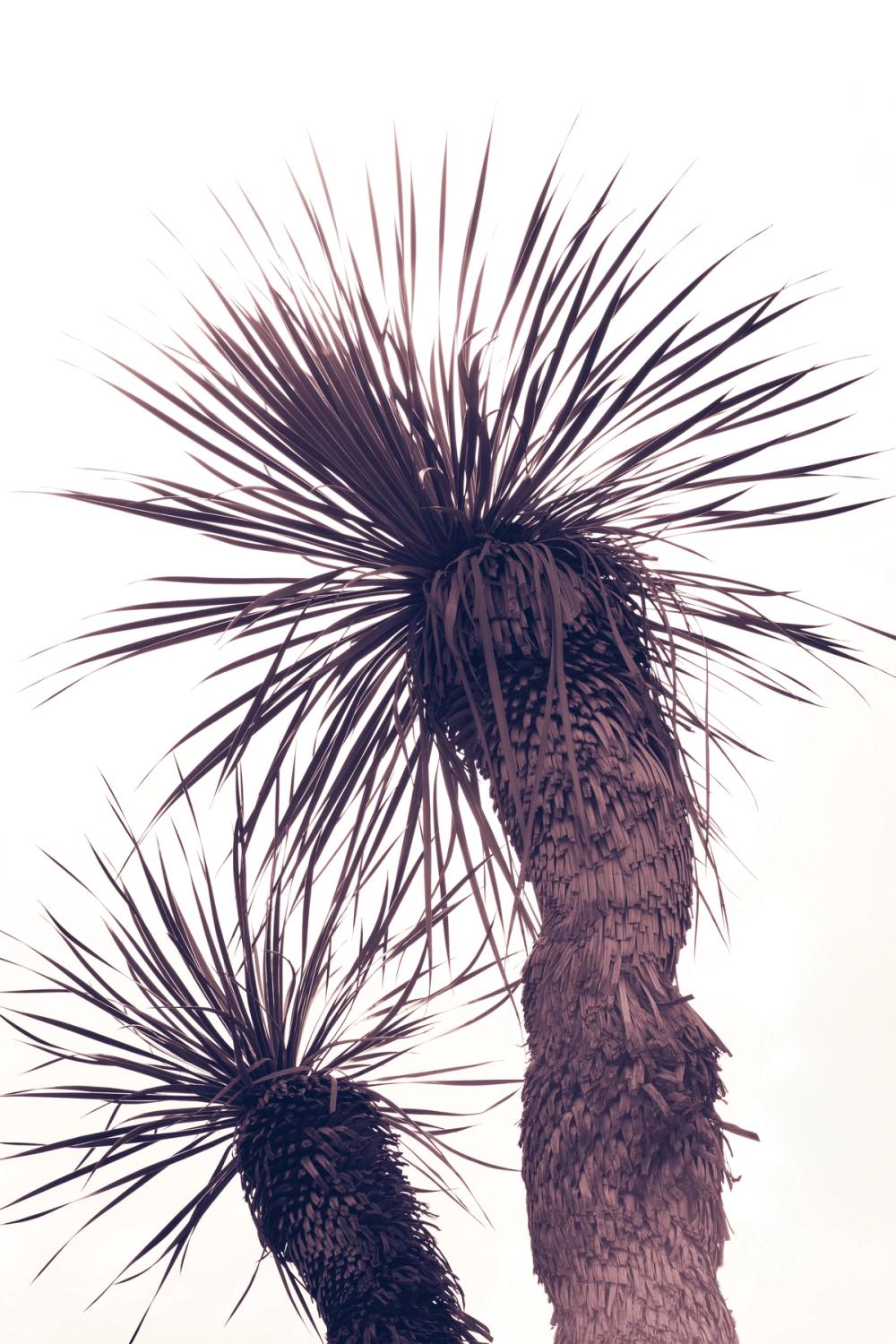 Palm