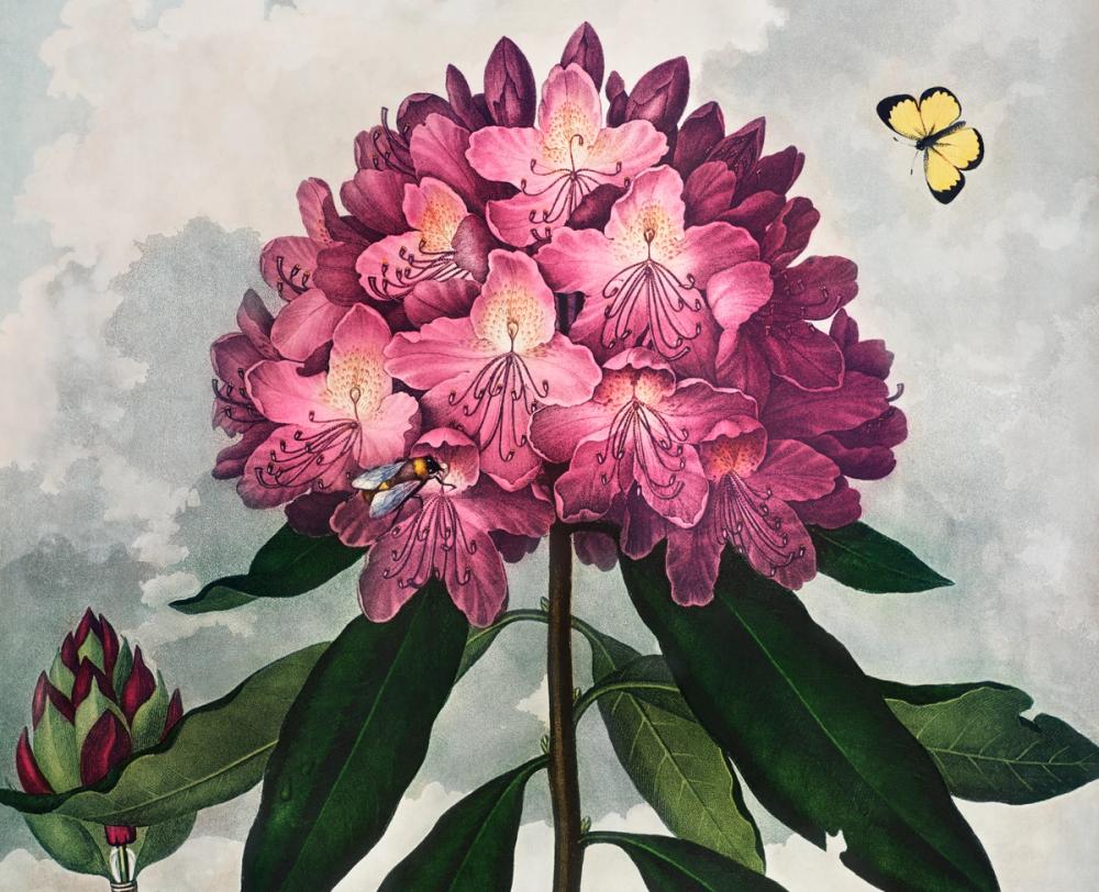 The Pontic Rhododendron