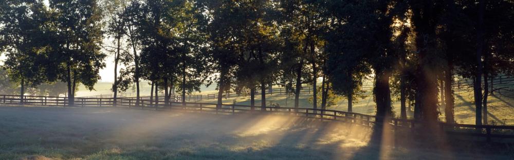 Horse Farm Heaven