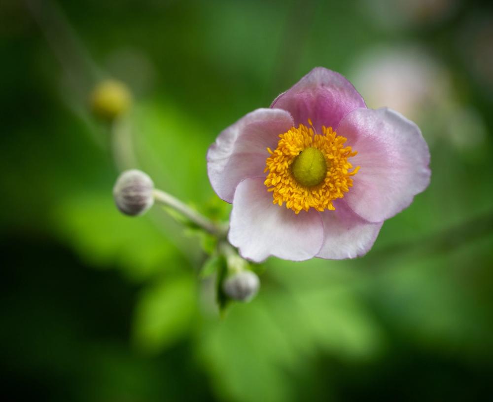 Autumn Anemone