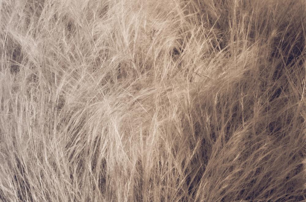 Soft Grasses I
