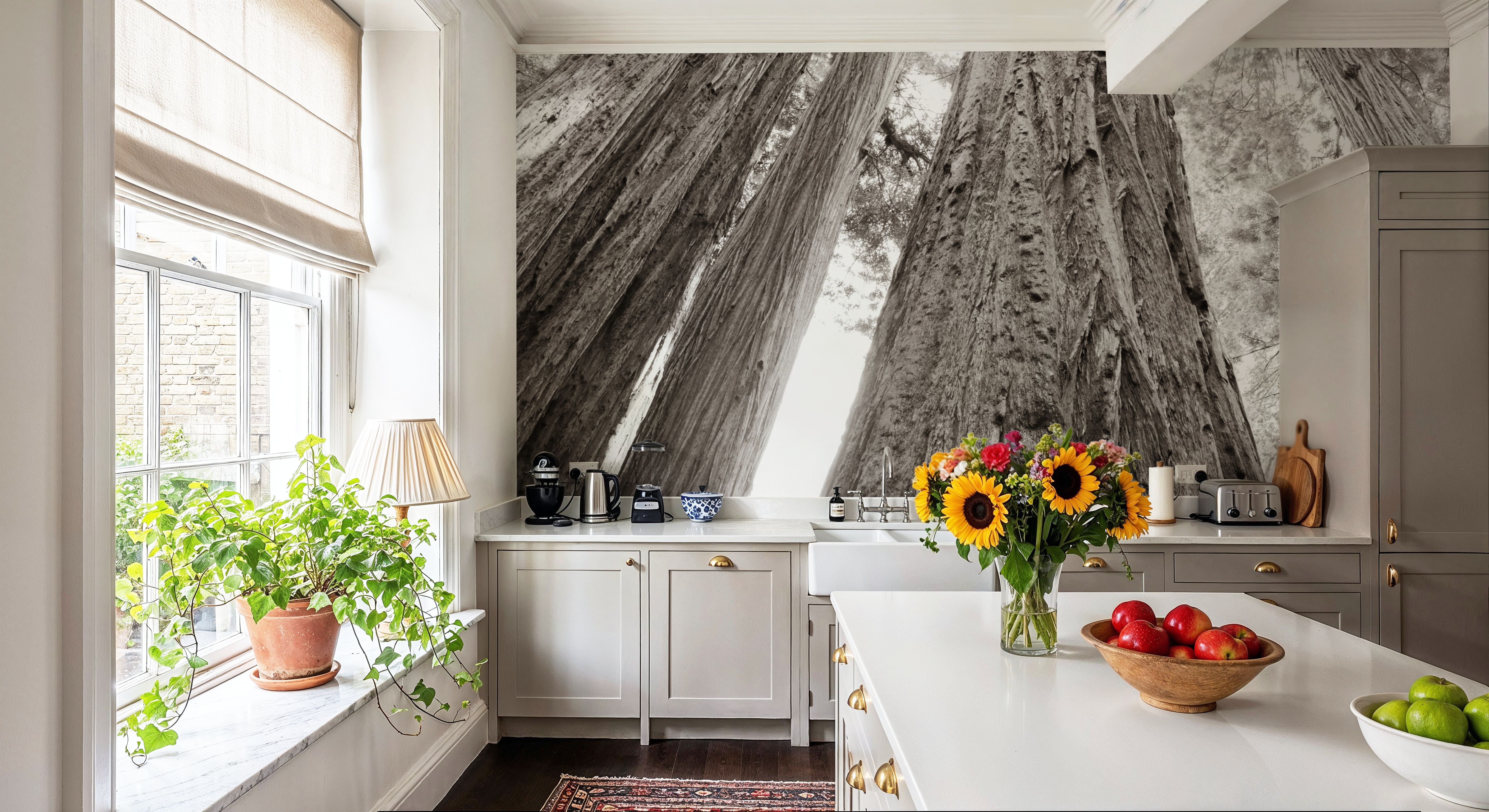 Ancient Redwood Forest