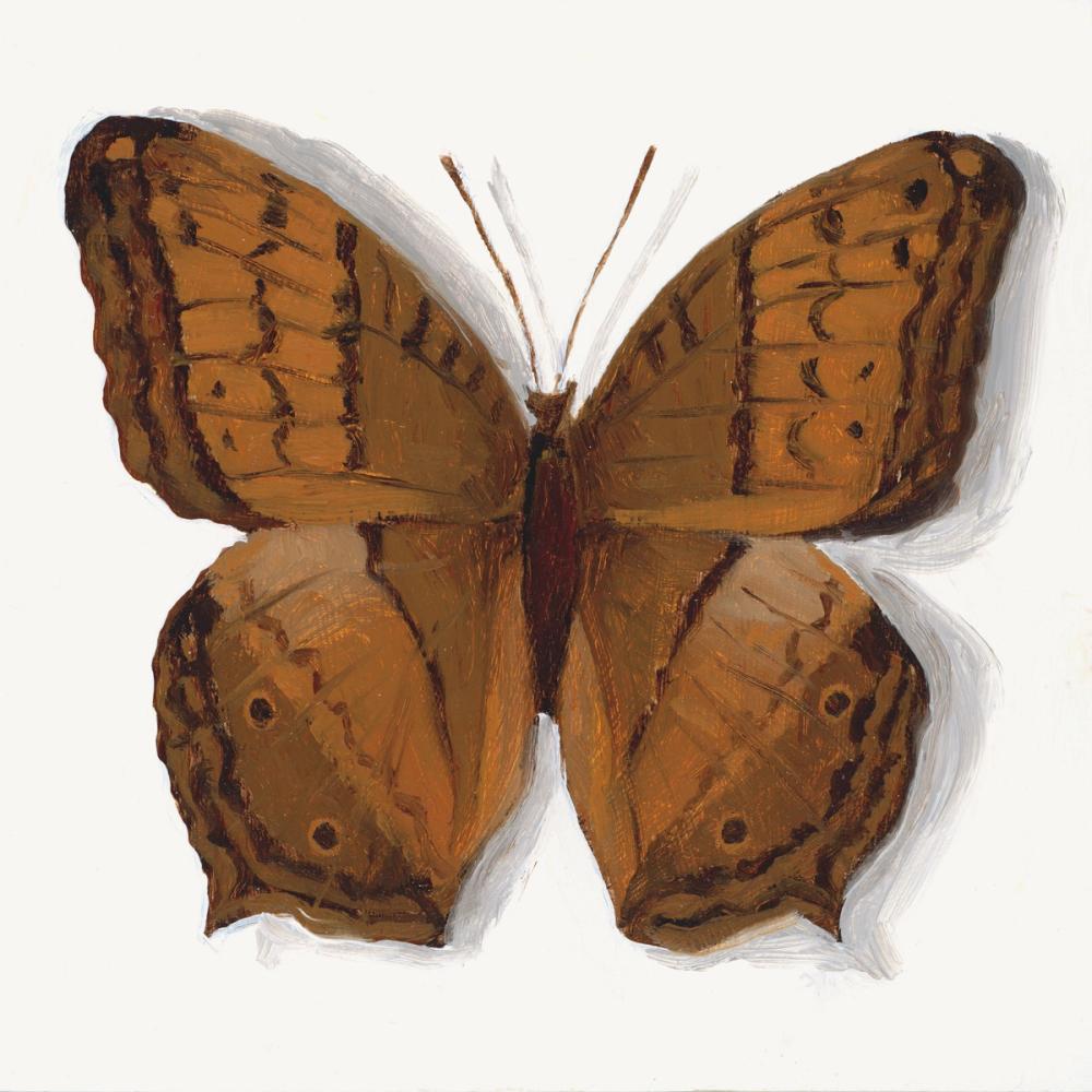 Common Cruiser Butterfly