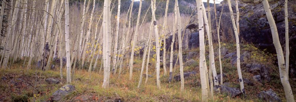 Aspen Grove Serenity