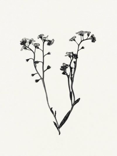 Field Journal Entry I wallpaper mural 100% PVC-free and non-toxic