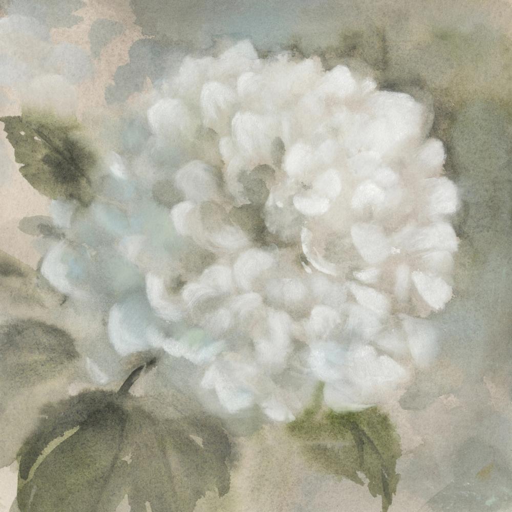 Soft Hydrangea