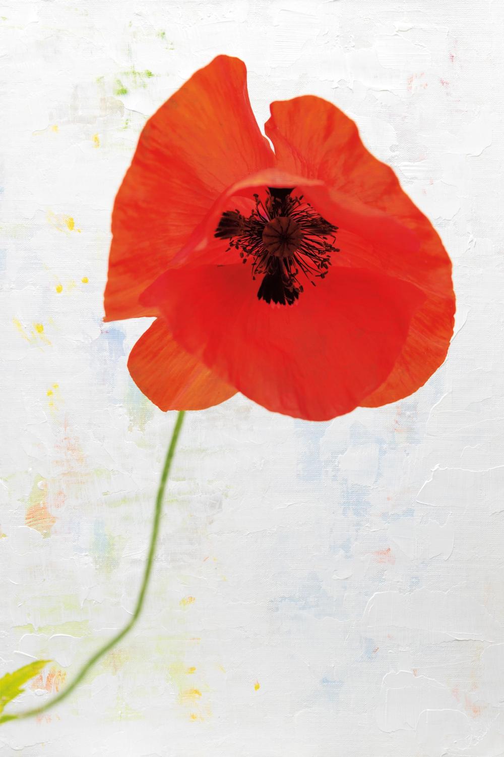 Wonderful Wildflowers VII