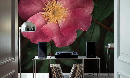 Wild Rose I