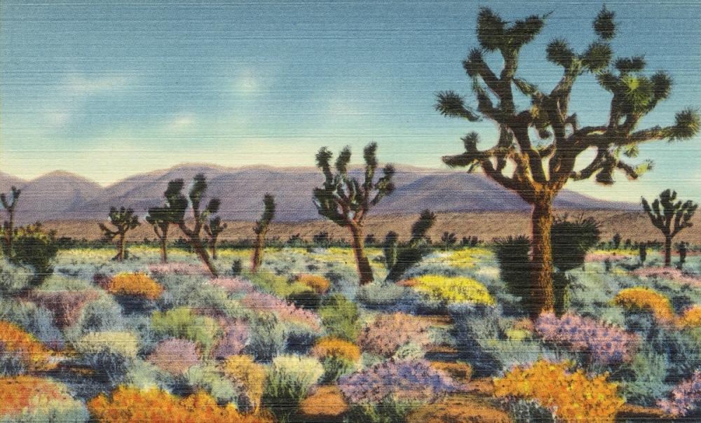 Greetings from Saguoro - Screenprint Postcard