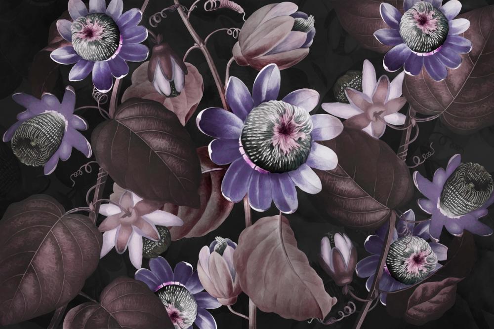 Passifloras Emerging Lilac