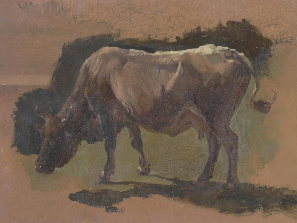 Cow in Albano