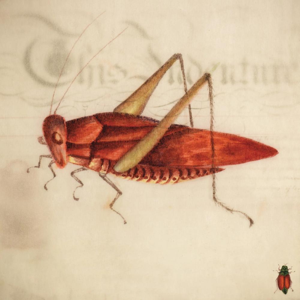 Vintage Red Grasshopper