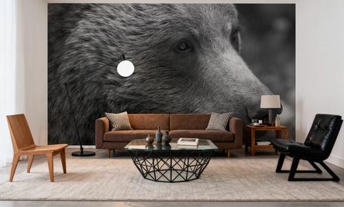 British Columbia Grizzly Portrait
