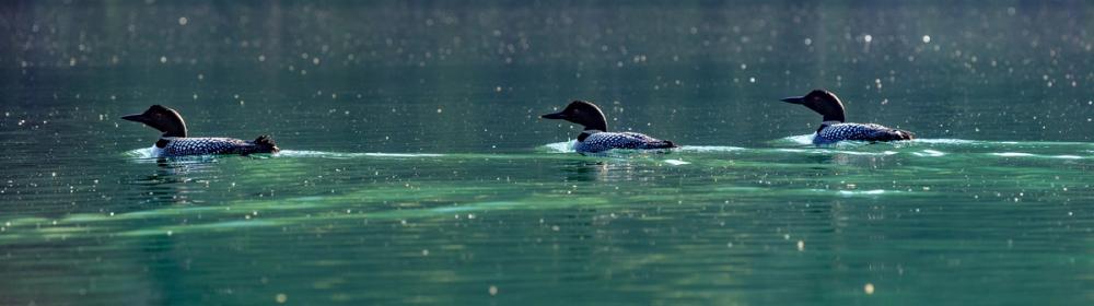 Common Loons