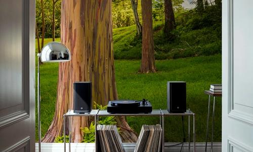 Rainbow Eucalyptus