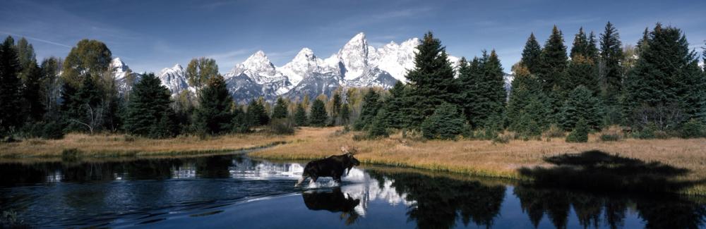 Mountain Moose Serenity