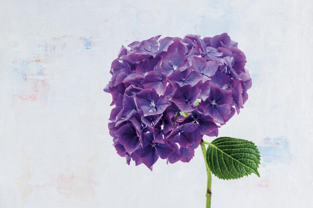 Bright Purple Hydrangea