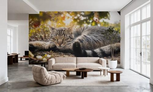 Cat Chill
