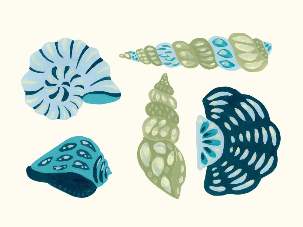 My Tropical Shell Collection II