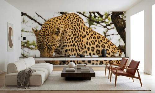 Leopard After Lunch