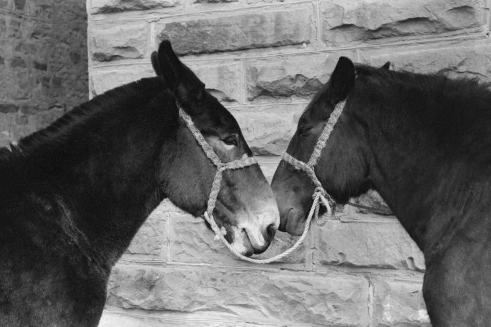 Best of Friends