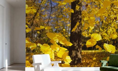 Autumn Radiance