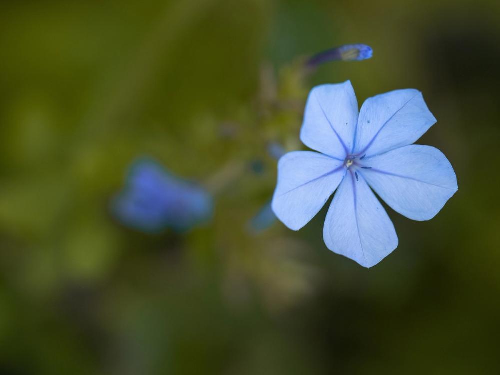 Plumbago
