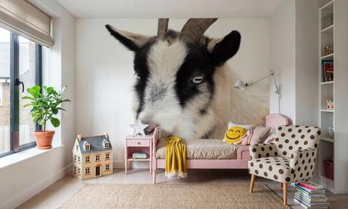 Pippa the Goat IV