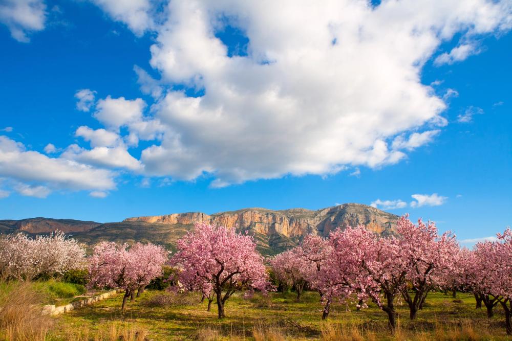 Almond Trees