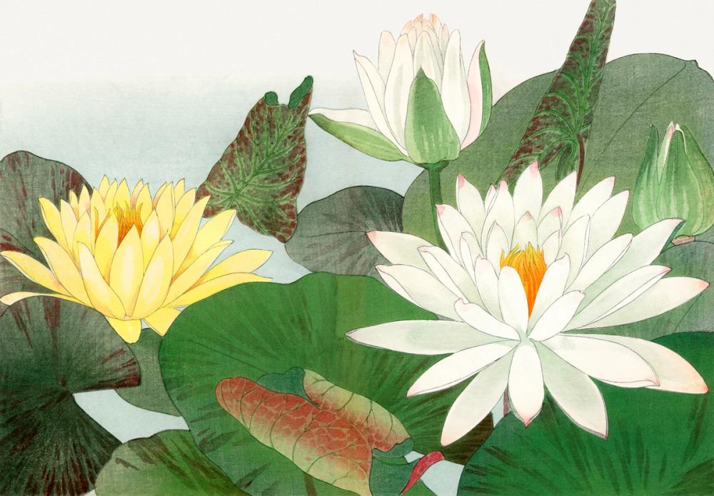 Tanigami Lotus