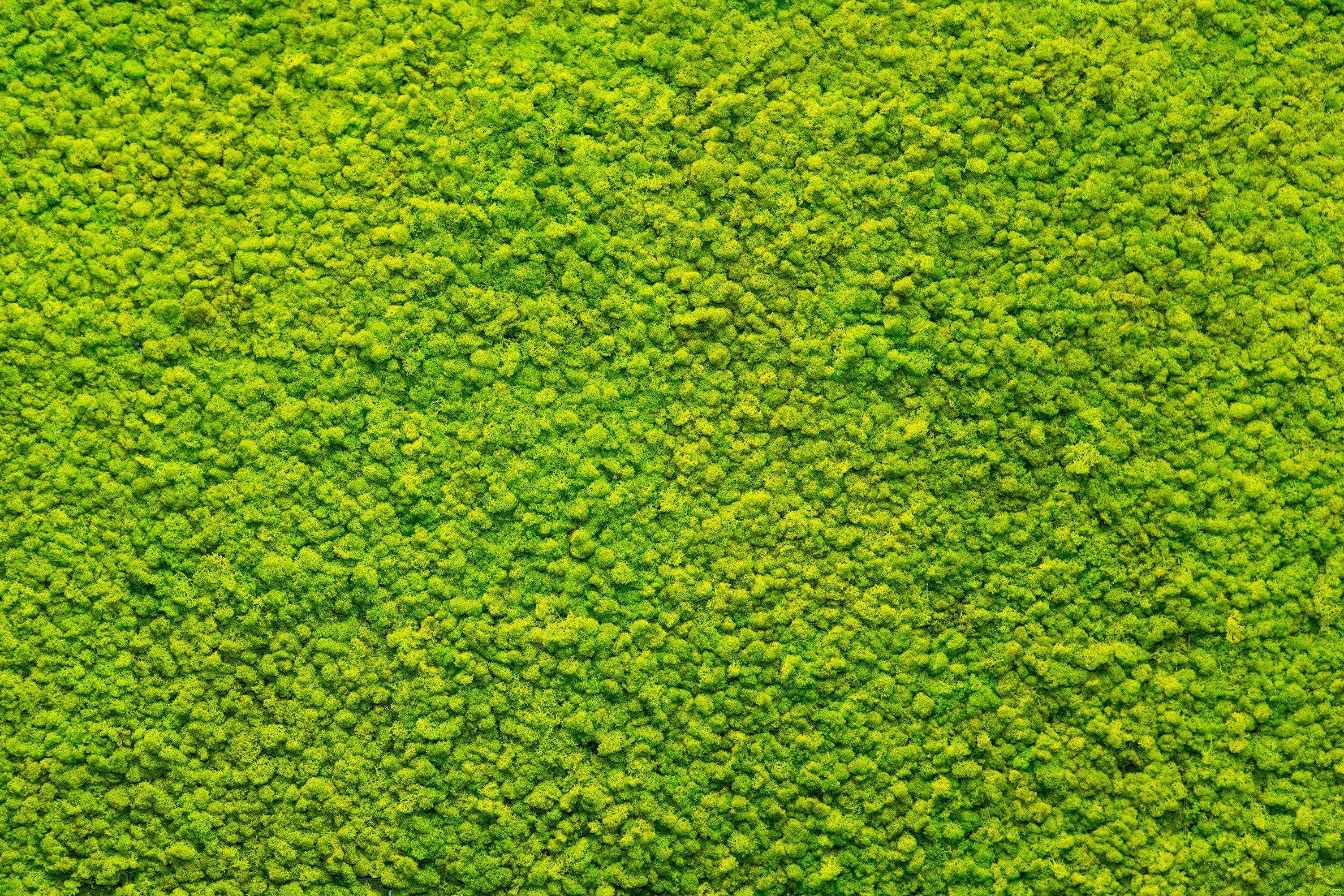 Moss Mat