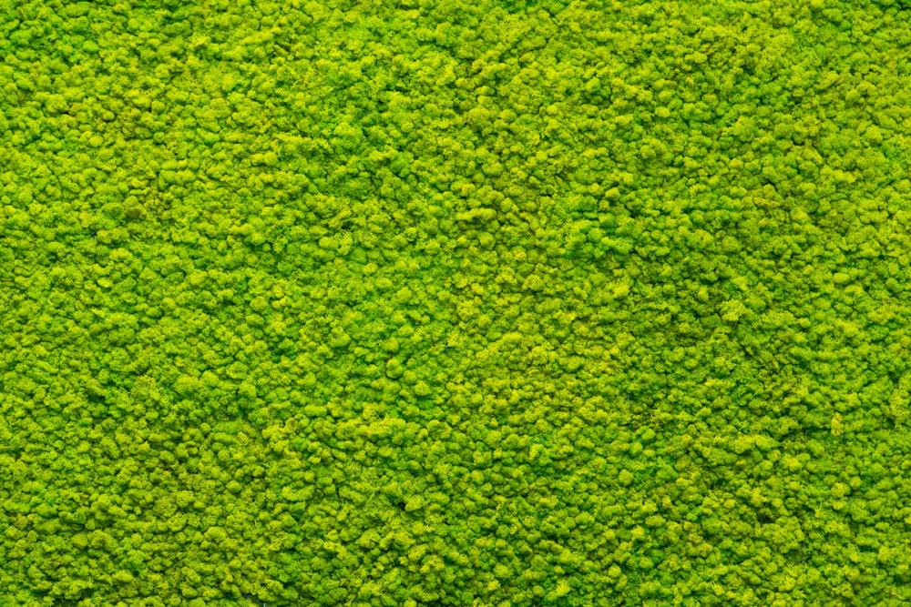 Moss Mat