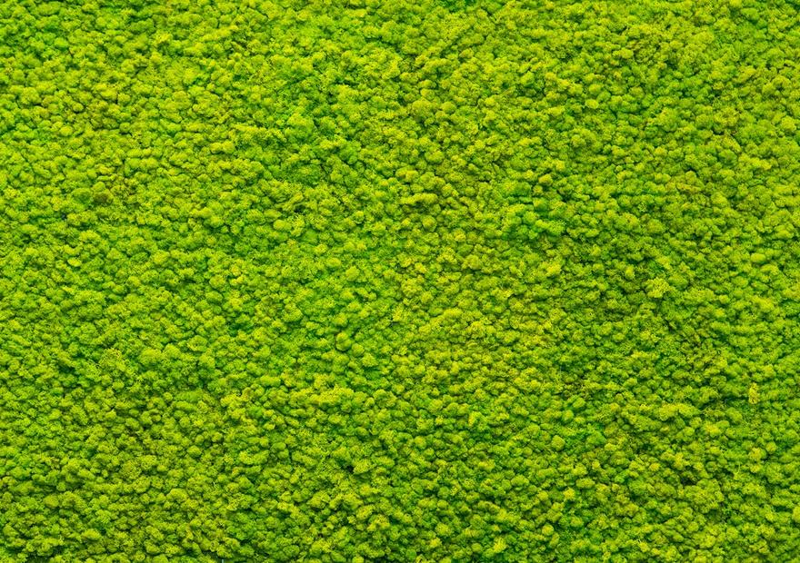 Moss Mat